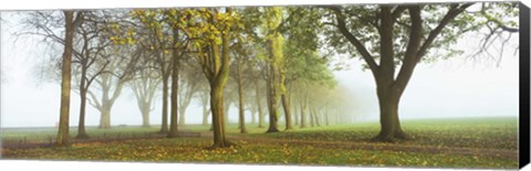 Framed Trees in a park during fog, Wandsworth Park, Putney, London, England Print