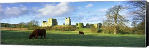 Framed Highland cattle grazing in a field, Helmsley Castle, Helmsley, North Yorkshire, England Print