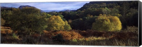 Framed Trees on a mountain, Glen Carron, Highlands Region, Inverness-Shire, Scotland Print