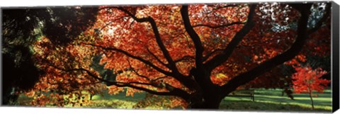 Framed Acer tree in a garden, Thorp Perrow Arboretum, Bedale, North Yorkshire, England Print