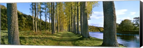 Framed Poplar Treelined at the riverside, River Tweed, Maxton, Newtown St. Boswells, Scotland Print