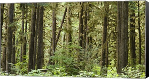 Framed Trees in a forest, Quinault Rainforest, Olympic National Park, Washington State Print