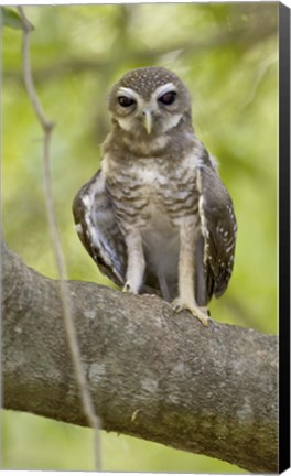 Framed Close-up of White-Browed Hawk Owl (Ninox superciliaris), Madagascar Print