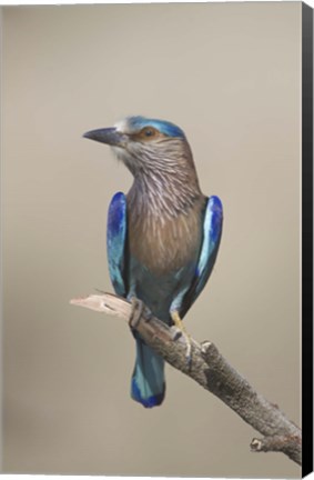 Framed Close-up of an Indian roller (Coracias benghalensis), India Print