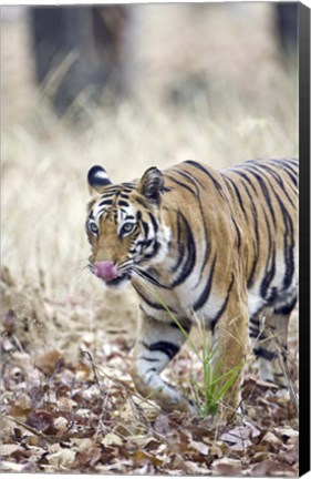 Framed Bengal tiger (Panthera tigris tigris) in a forest, India Print