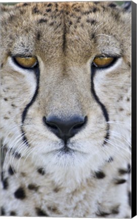 Framed Close-up of a cheetah (Acinonyx jubatus), Tanzania Print