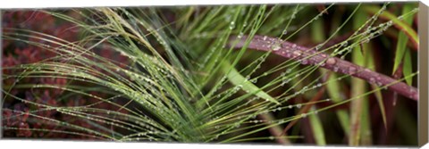 Framed Dew drops on grass Print