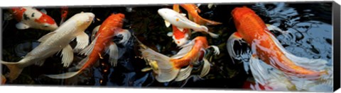 Framed Koi Carp swimming underwater Print