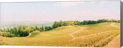 Framed Vineyards in spring, Napa Valley, California Print