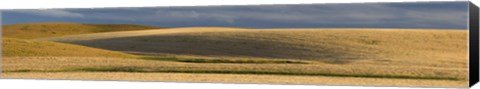 Framed Wheat field, Palouse, Washington State, USA Print