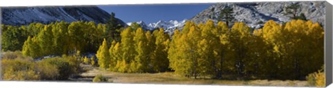 Framed Quaking aspens (Populus tremuloides) in autumn, Californian Sierra Nevada, Bishop, California, USA Print