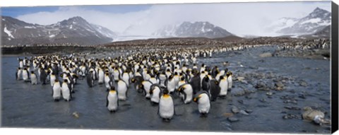 Framed King penguins colony, St Andrews Bay, South Georgia Island Print