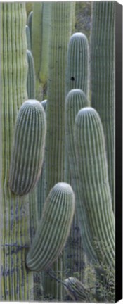Framed Saguaro cacti, Oro Valley, Arizona, USA Print