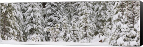 Framed Snow covered pine trees, Deschutes National Forest, Oregon, USA Print