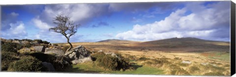 Framed Crooked tree at Feather Tor, Staple Tor, Dartmoor, Devon, England Print