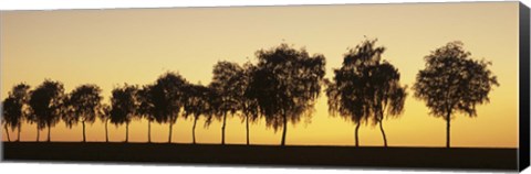 Framed Tree alley at sunset, Hohenlohe, Baden-Wurttemberg, Germany Print