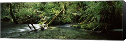 Framed Divide Creek flowing through a forest, Hollyford River, Fiordland National Park, South Island, New Zealand Print