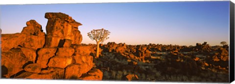 Framed Quiver tree (Aloe dichotoma) growing in rocks, Devil&#39;s Playground, Namibia Print