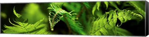 Framed Close-up of ferns Print