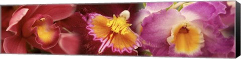 Framed Details of red and violet Orchid flowers Print