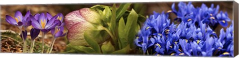 Framed Details of Crocus flowers Print