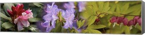Framed Details of bright colors flowers Print