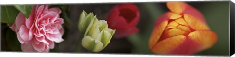 Framed Details of Colorful Tulip Flowers Print