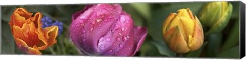 Framed Close up of Colorful Tulips Print