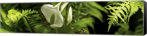 Framed Close-up of flowers and leaves Print