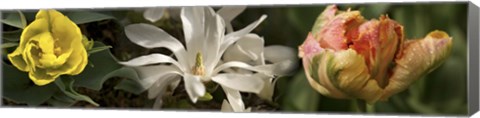 Framed Open blossom flowers Print