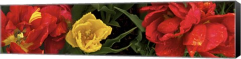 Framed Close-up of red and yellow tulips Print