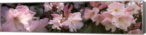 Framed Multiple images of pink Rhododendron flowers Print