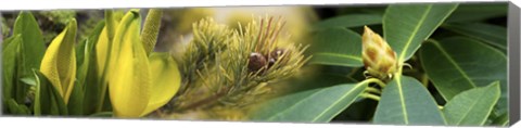 Framed Close-up of buds of pine tree Print