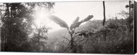 Framed Sunlight through trees in a forest in black and white, Chiang Mai Province, Thailand Print