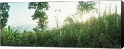 Framed Sunlight coming through the trees in a forest, Chiang Mai Province, Thailand Print