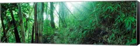 Framed Light through a Bamboo forest, Chiang Mai, Thailand Print