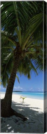 Framed Palm tree on the beach, Aitutaki, Cook Islands Print