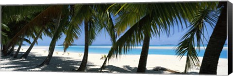 Framed Palm trees on the beach, Aitutaki, Cook Islands Print