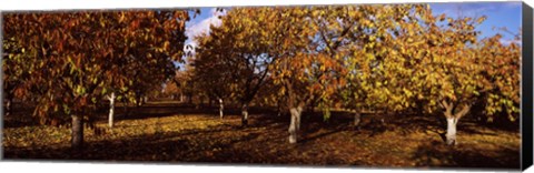 Framed Almond Trees during autumn in an orchard, California, USA Print