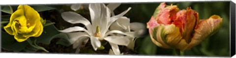 Framed Close-up of yellow and white flowers Print