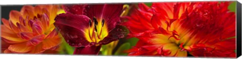 Framed Close-up of orange flowers Print