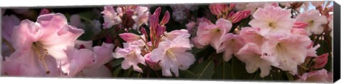 Framed Close-up of pink rhododendron flowers Print