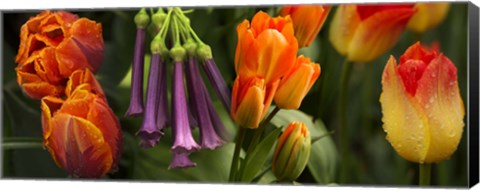 Framed Close-up of orange and purple flowers Print