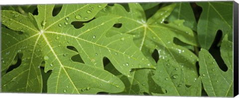 Framed Raindrops on papaya tree leaves, La Digue, Seychelles Print