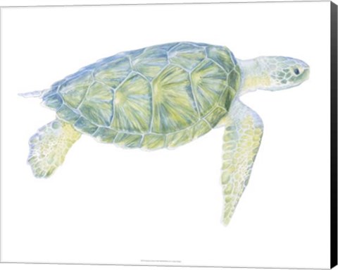 Framed Tranquil Sea Turtle I Print