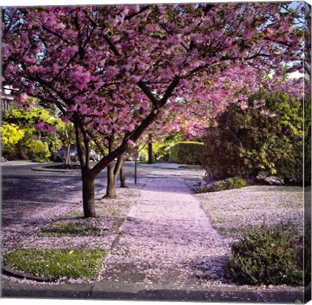 Framed Fallen Petals Print