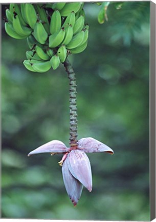 Framed Banana Flower Print