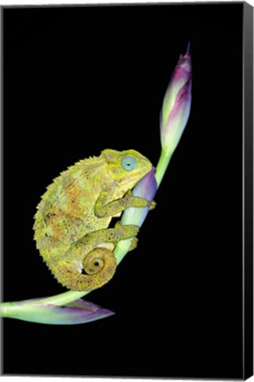 Framed Close-up of a chameleon sitting on a flower, Tanzania Print