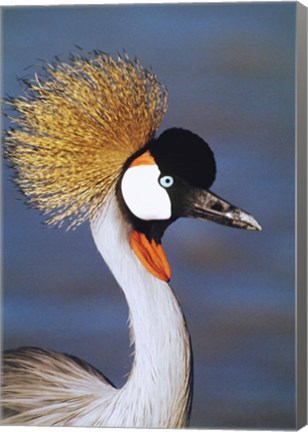 Framed Crowned Crane Tanzania Africa Print