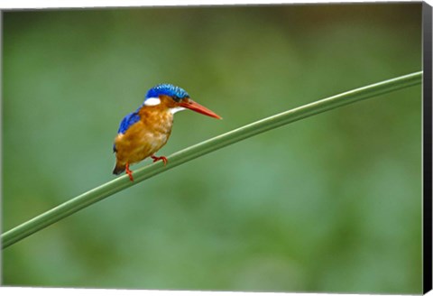 Framed Malachite Kingfisher Tanzania Africa Print